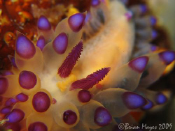 Janolus sp. with a few missing cerata, probably caused by... by Brian Mayes 
